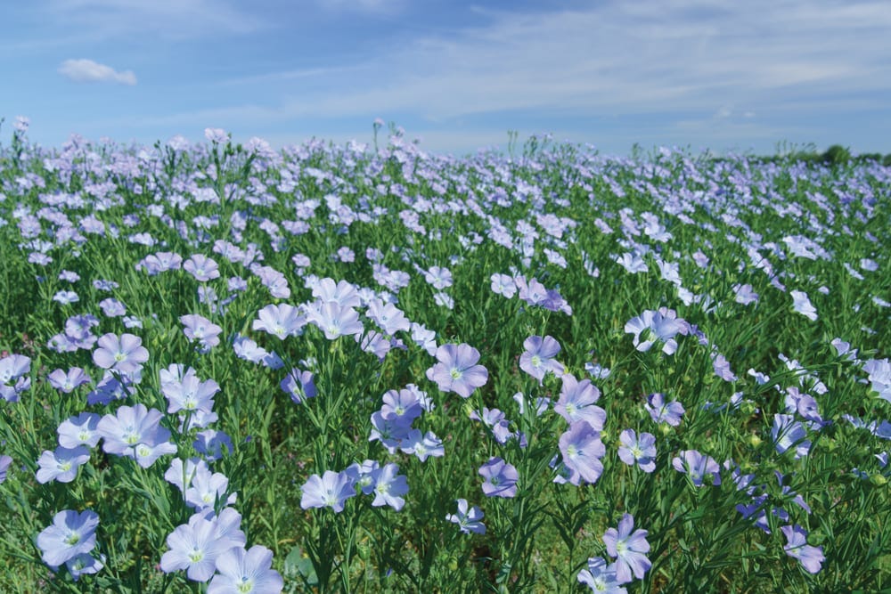 Four new flax varieties for 2019 - Grainews