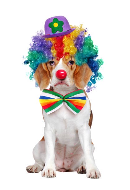 1,423 Circus Dog Stock Photos, Pictures &amp; Royalty-Free Images - iStock