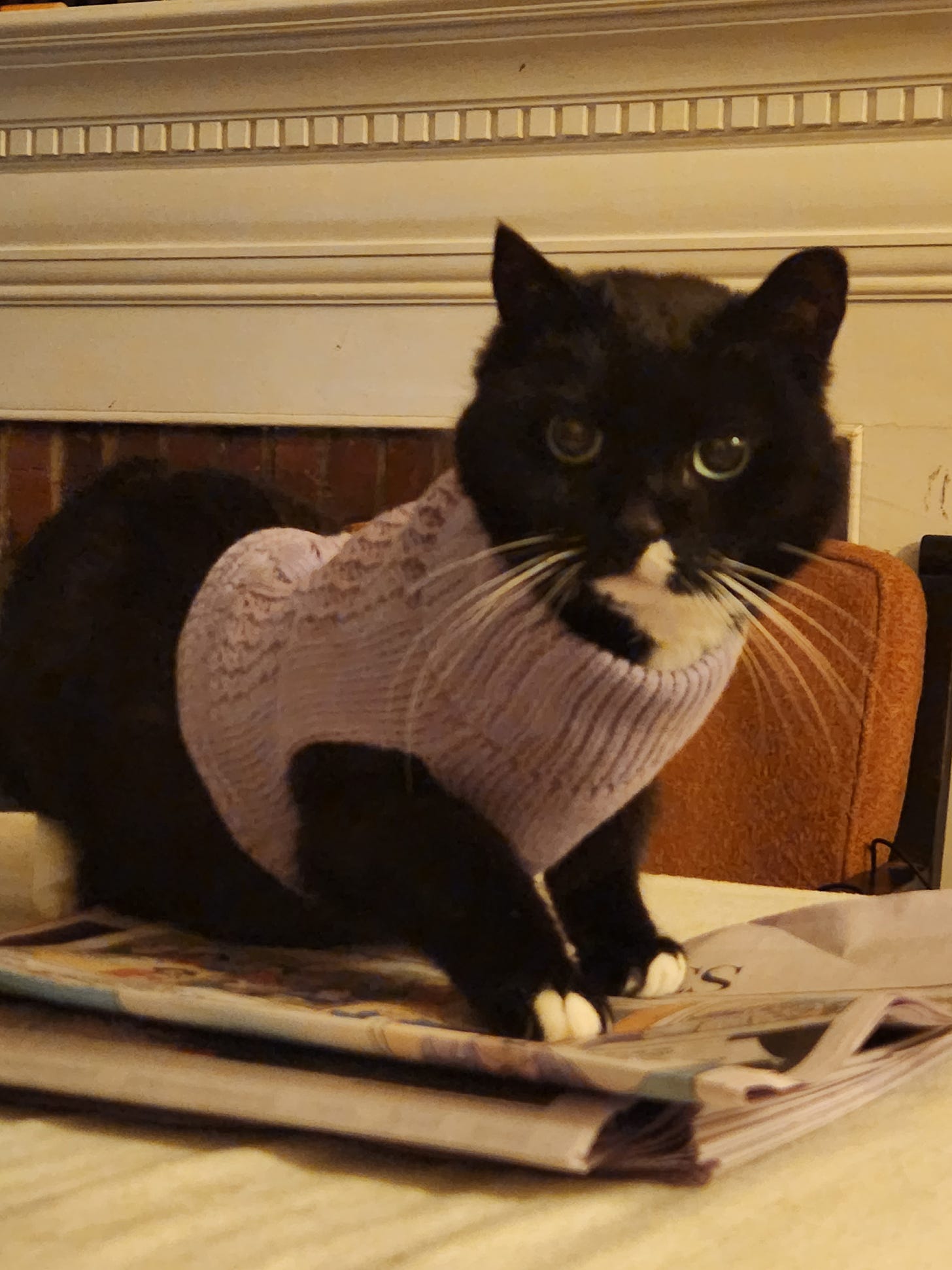 small black cat wearing a lilac sweater