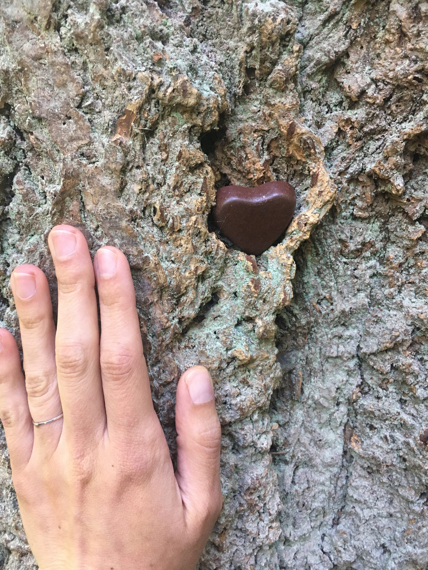 rough tree bark takes up the whole image with a small brown stone heart tucked into the bark, sitting in the tree. Cassandra's left hand is a pale color and she is wearing a thin wedding ring on her ring finger. the hand lays flat on the tree trunk to the left of the heart.