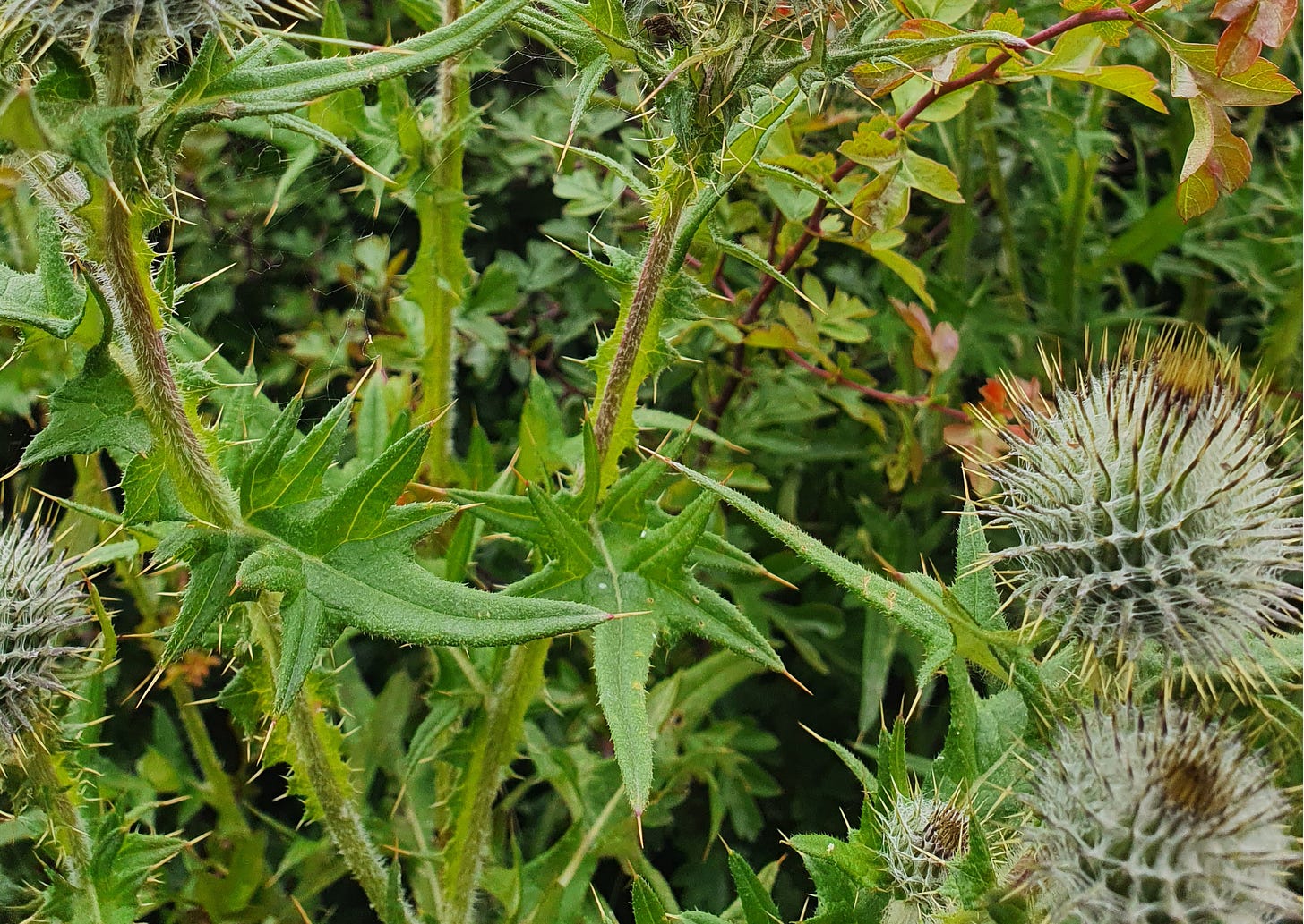 Leaves of a thistle plant 