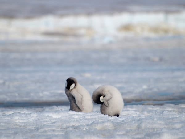 Emperor penguin chicks in 2010 at Halley Bay in Antarctica. For three years, beginning in 2016, researchers have found an almost &ldquo;total breeding failure.&rdquo;