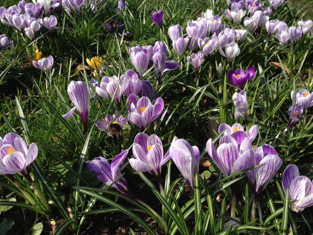 Close up shot of crocuses growing in green grass with a bee flying amongst them