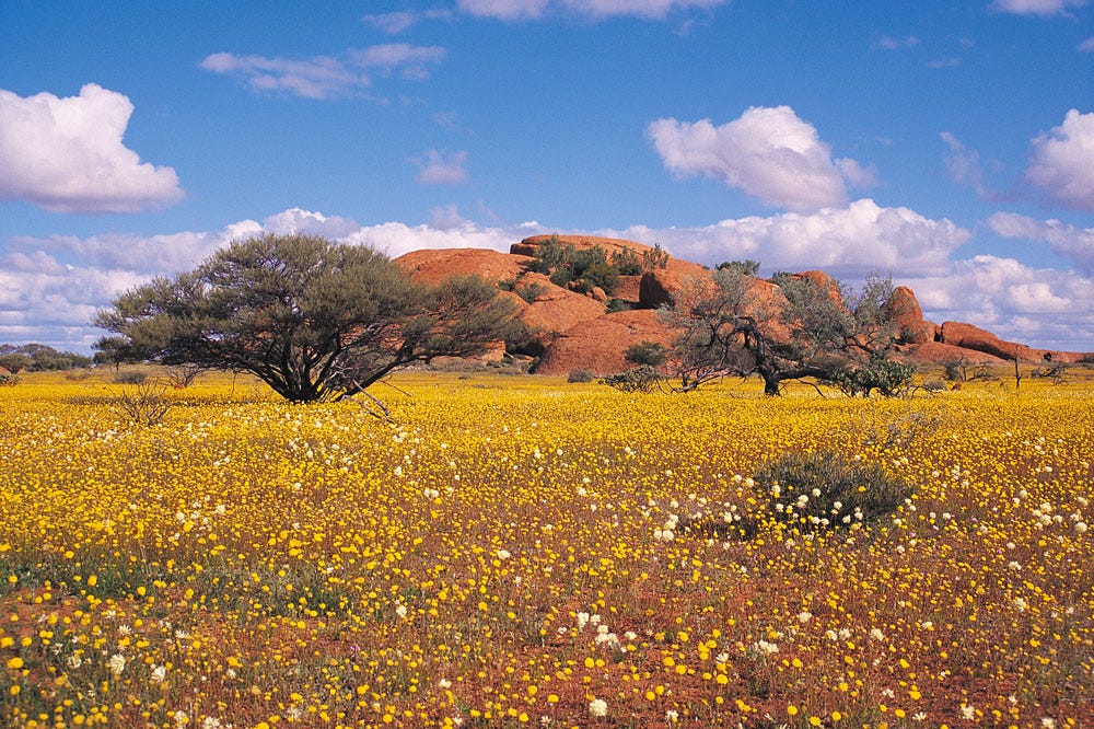 Western Australia's Wildflower Season is in Full Bloom! | Globetrotting  with Goway