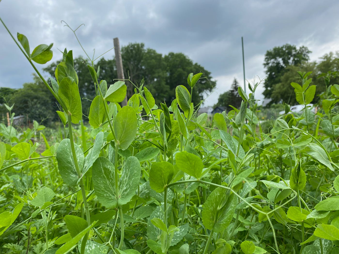 Field peas