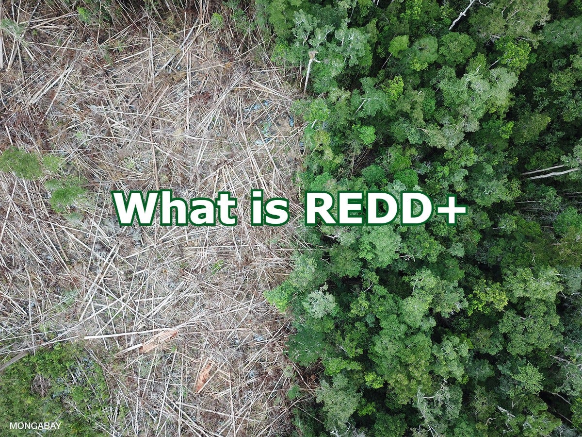 what-is-REDD.jpg
