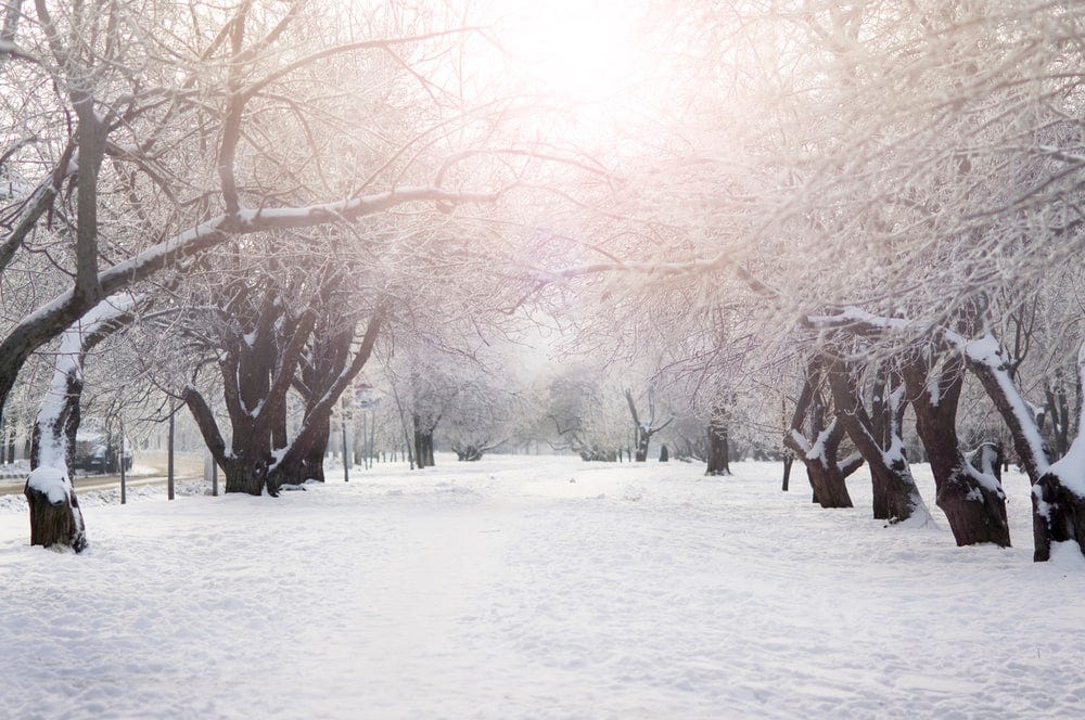 brown trees on snow covered ground during daytime