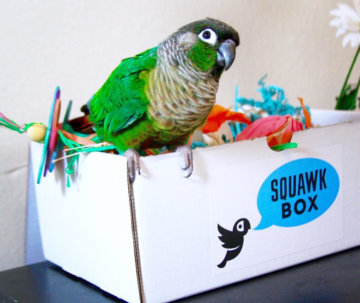 Squawk Box | Monthly Subscription Box for Birds | Cratejoy