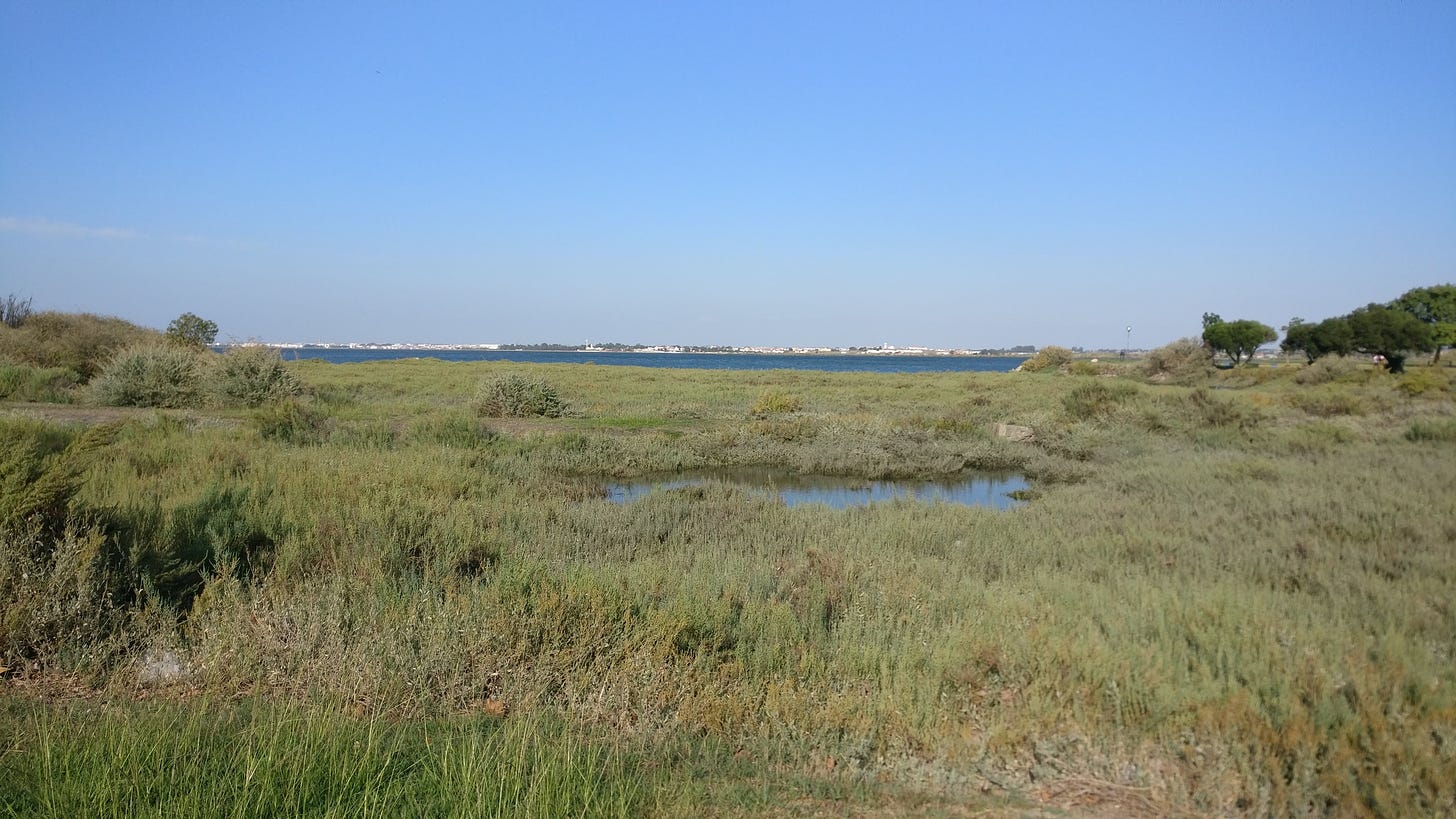 looking at the water from Baixa da Banheira. Coastal wetlands with a river in the distance and a low line of buildings on the other side of the water