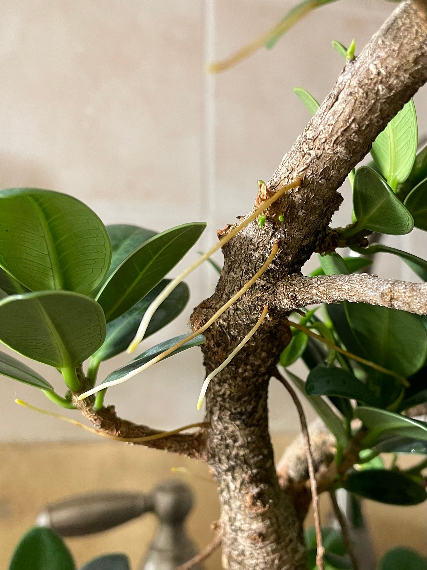 ID: Photo of ficus tree trunk with white roots coming from the trunk and branches, about 2 inches long.