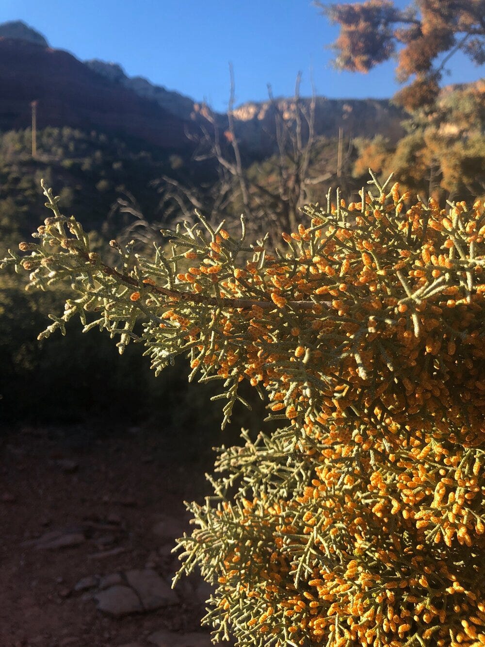 Arizona Cypress Cupressus arizonica (Cupressaceae) Sedona, AZ 2020
