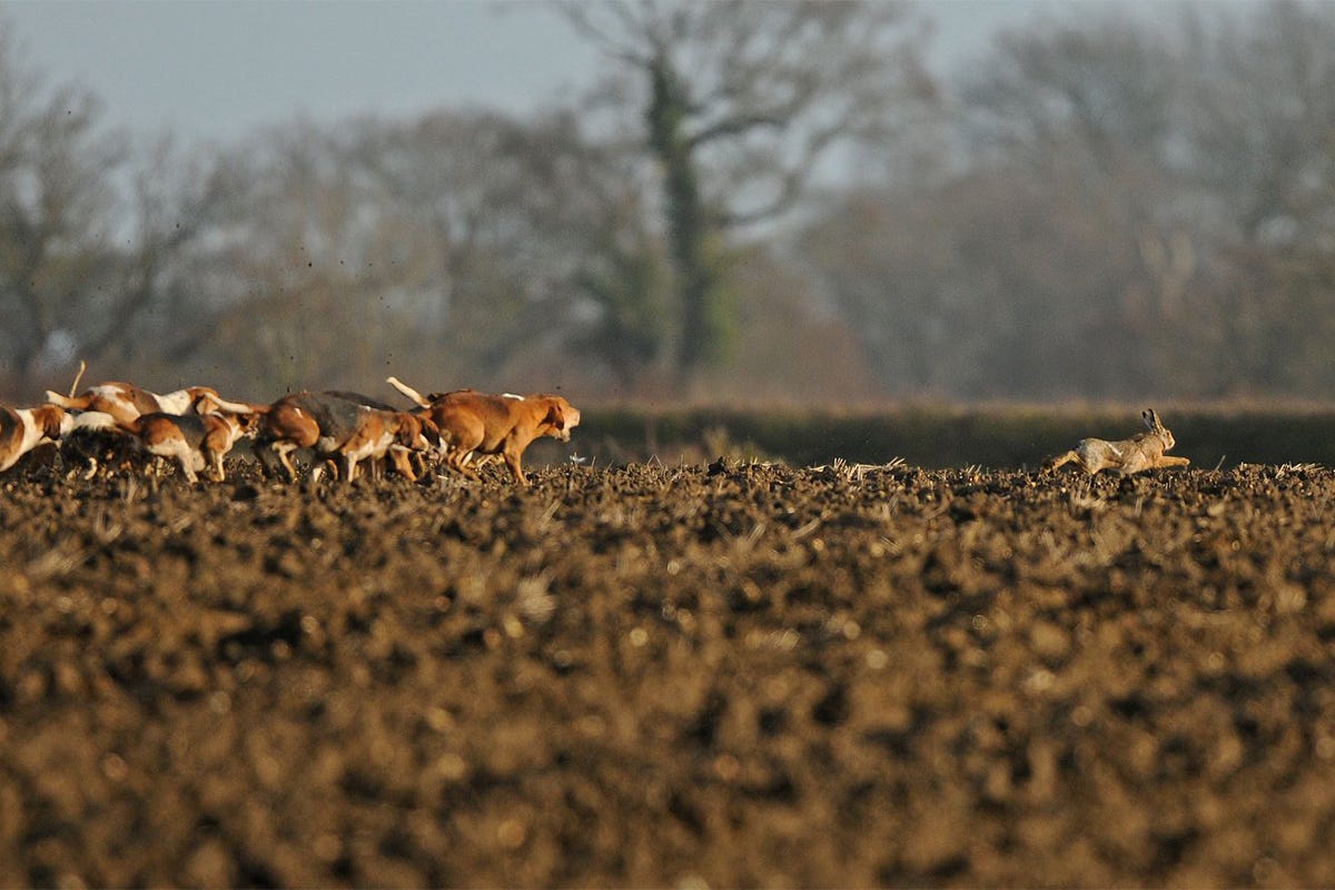 A pack of harrier hounds chase a hare across a ploughed field.