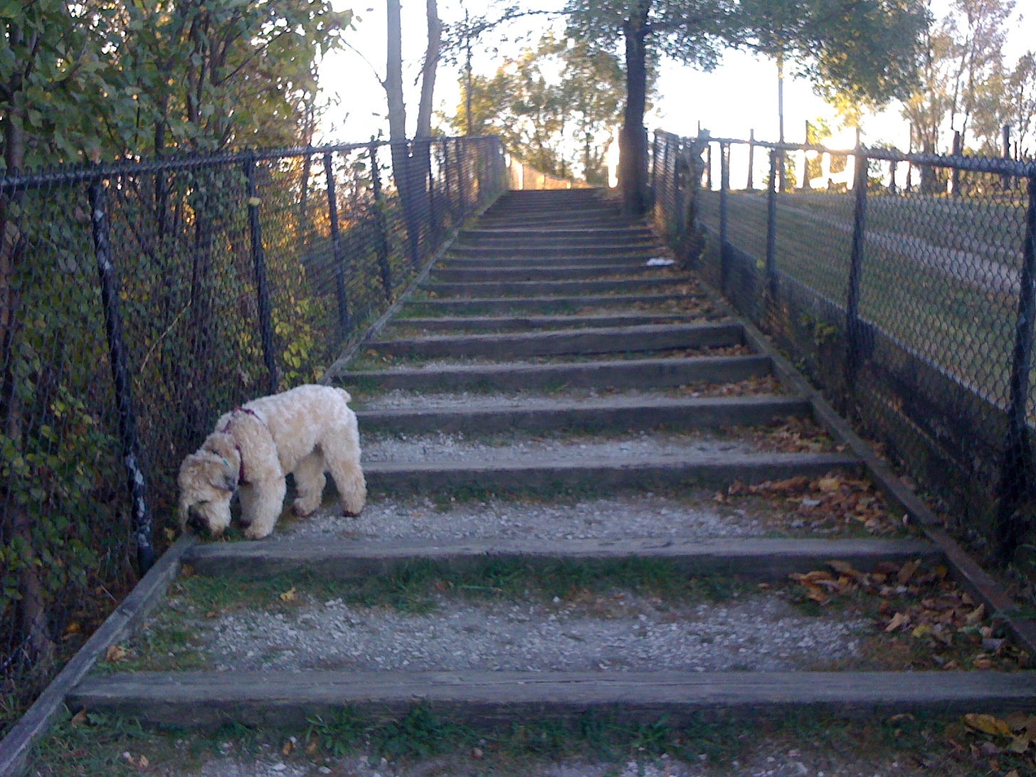 A soft-coated wheaten terrier sniffs at the edge of a long wood-and-gravel staircase hemmed in on either side by chain-link fences, running up a hill with trees on one side and a grassy hillside to the other.