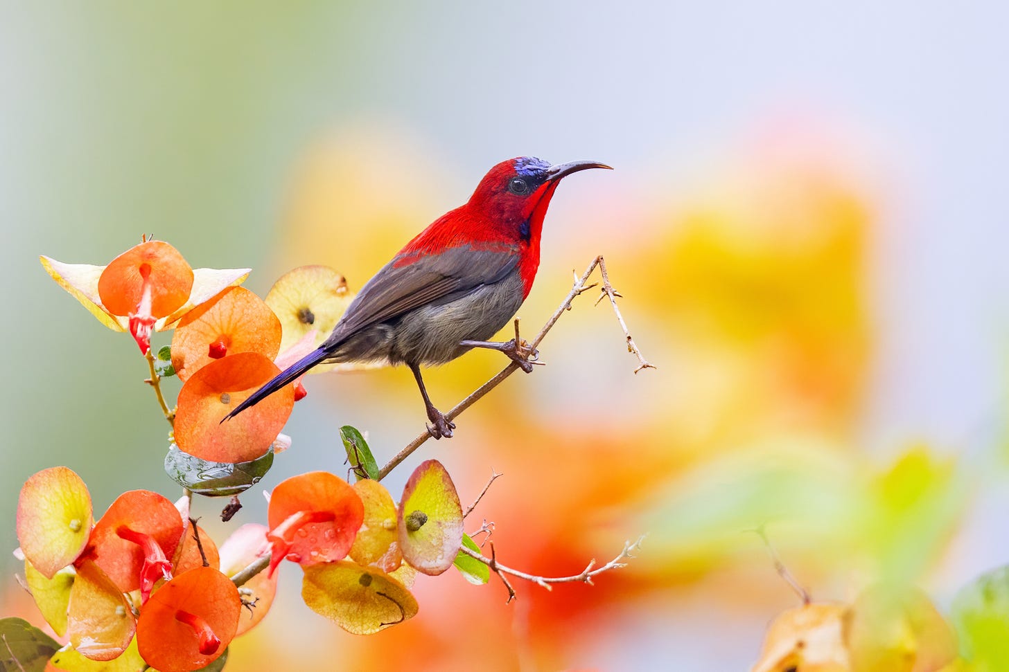 Crimson sunbird - Wikipedia