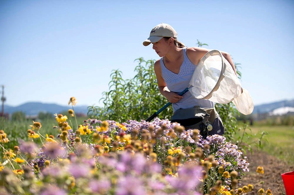 Image of researcher with net among flowers.