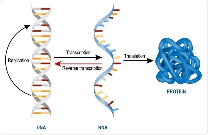 Types of RNA: mRNA, rRNA and tRNA