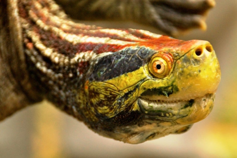 red-crowned roofed turtle (Nat Geo)