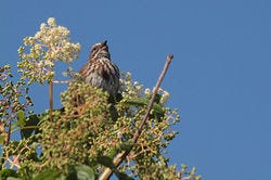 Sparrows of Mandarte | tarwater-lab