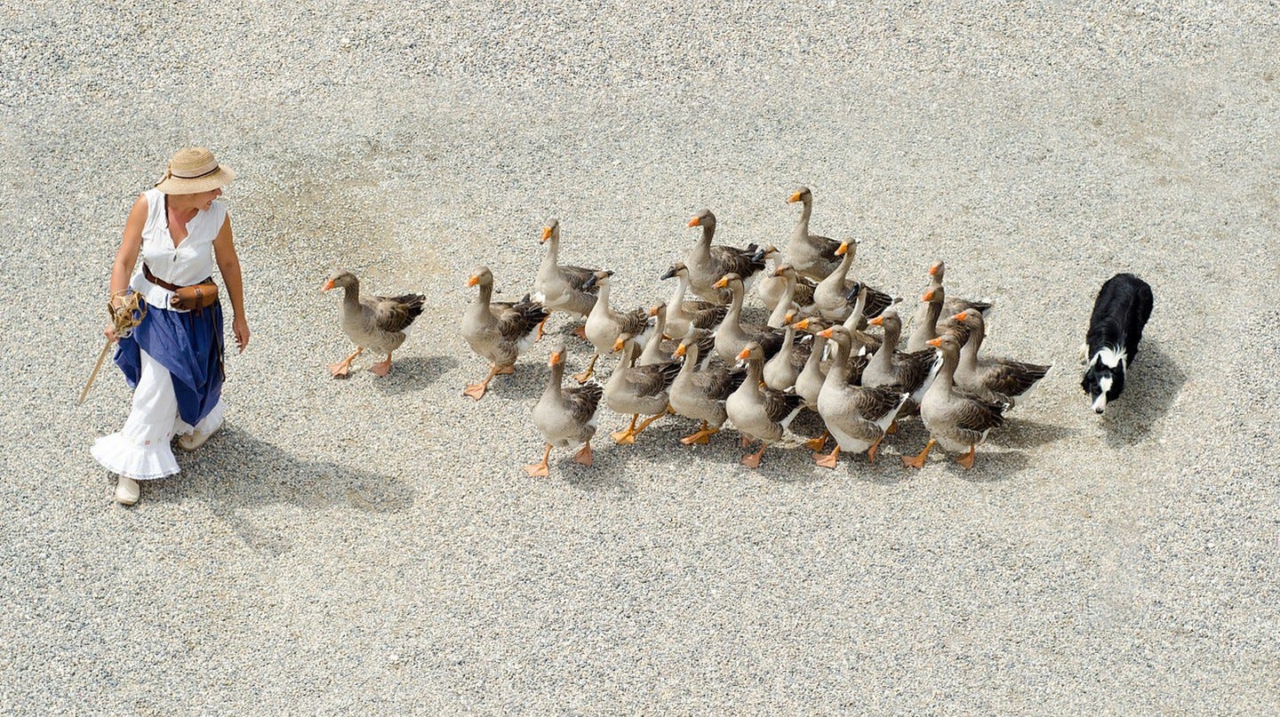 French goose herding │© Skitterphoto