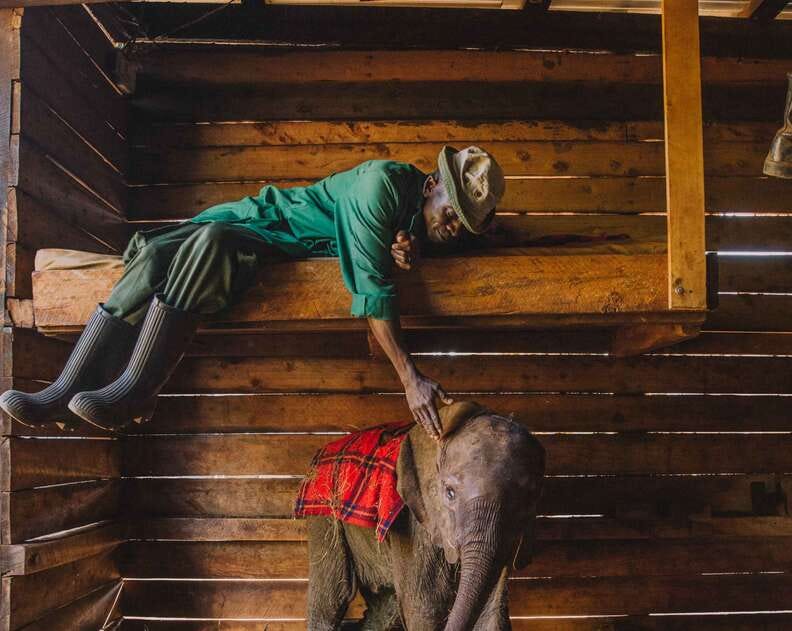 These Men Spend Their Nights Sleeping With Orphaned Elephants - Kingdoms TV