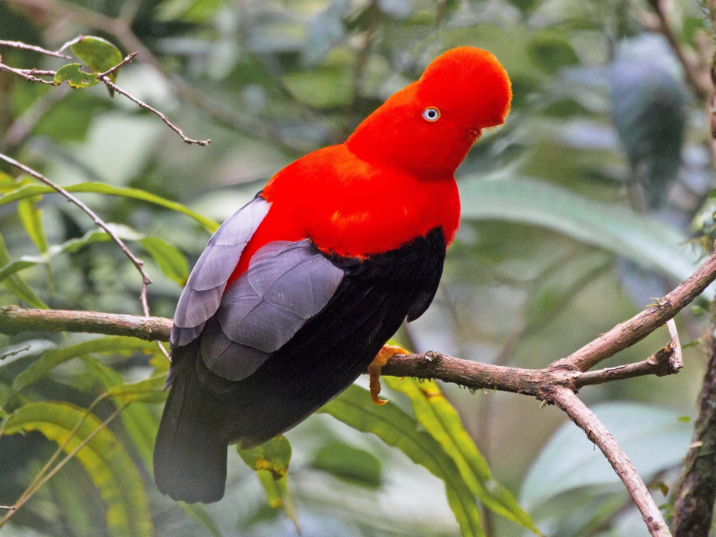 Andean Cock-of-the-rock - eBird