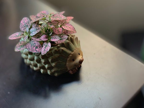 My new polka dot plant is very happy in its hedgehog planter.