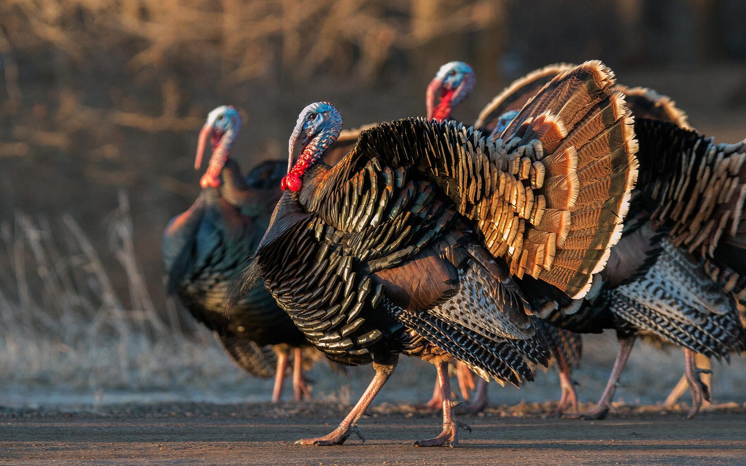 Wild Turkey | Audubon Field Guide