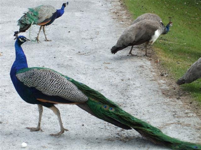 File:Peacocks and Peahens at Blair Castle - geograph.org.uk - 776556.jpg -  Wikimedia Commons