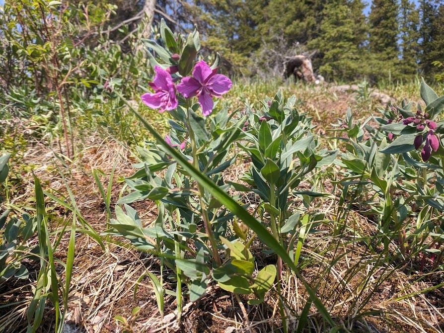 a pink river beauty fireweed blossoms