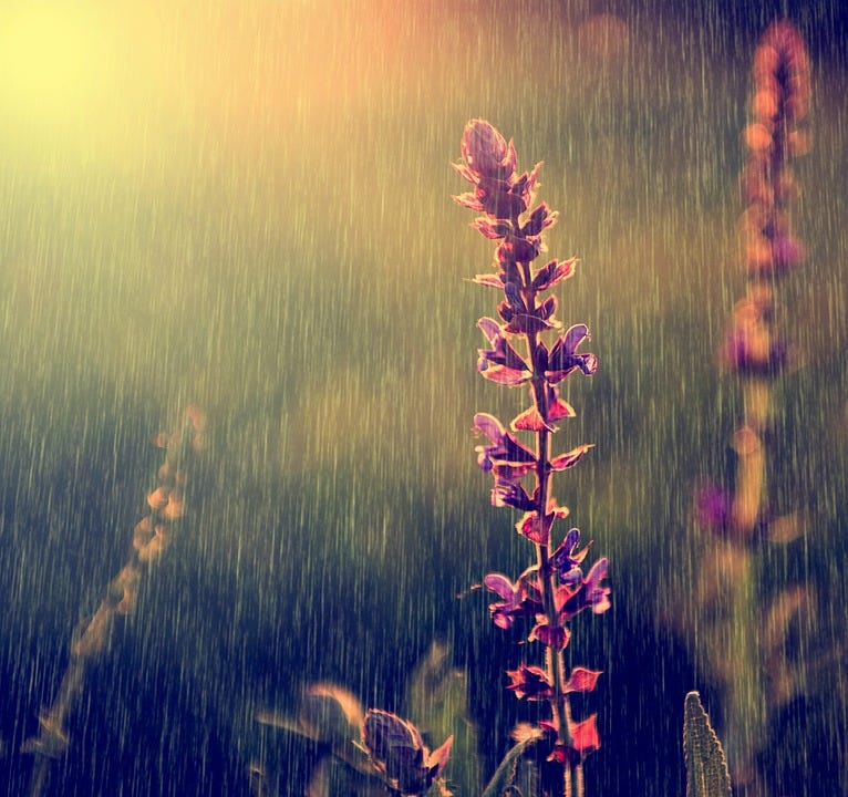 Rain, Rainy, Wildflower, Nature, Beautiful, Spring