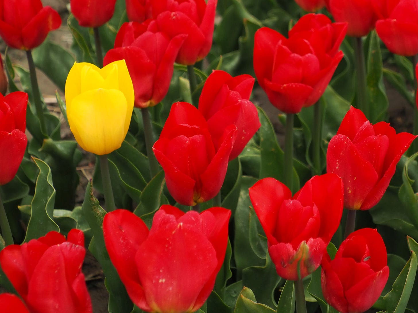 In a planting of bright red tulips, one yellow tulip.