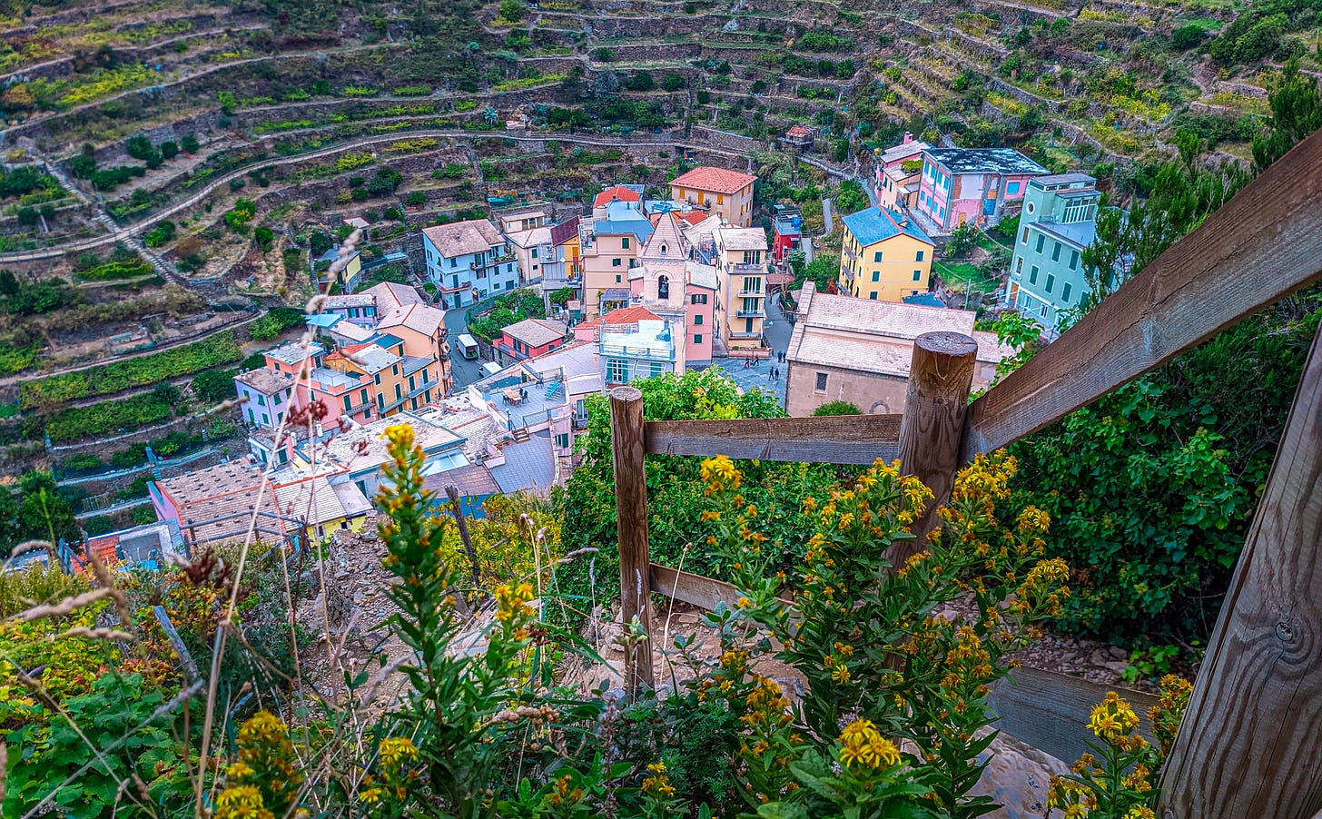A view of Riomaggiore showing a very steep descent past bushes with yellow flowers, the pinks and blue of Riomaggiore at the bottom while the terraced hillside rises up on the far side. 