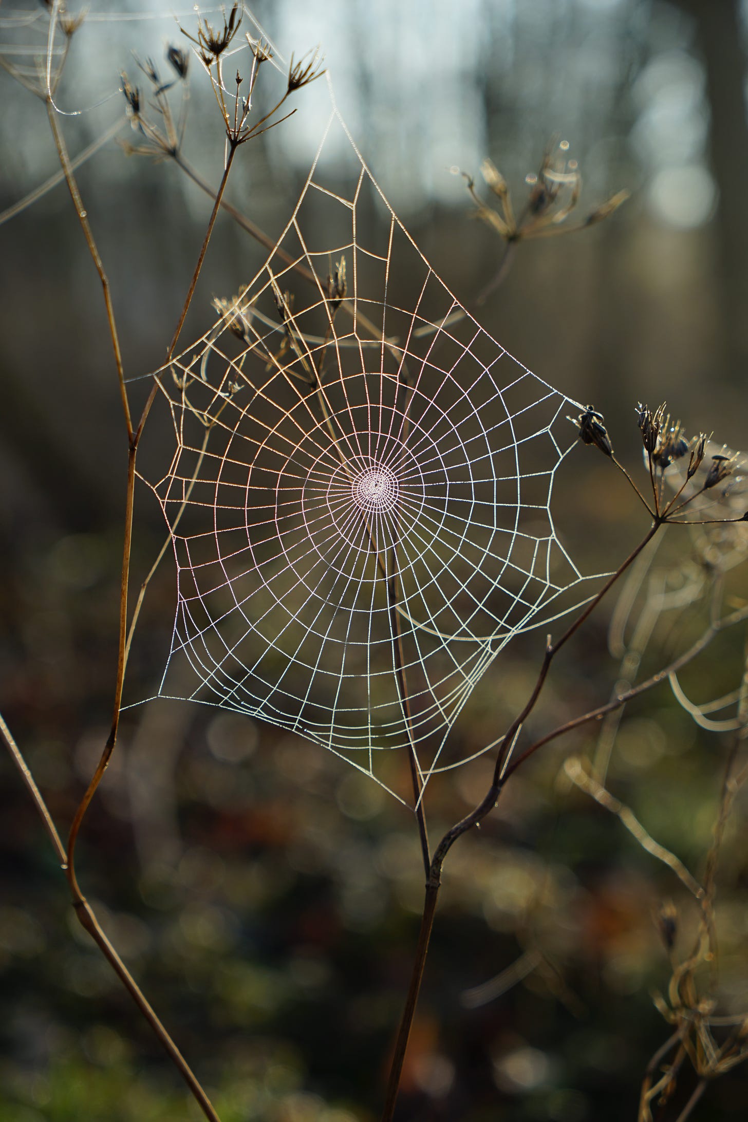 picture of a spider web connected to the local environment