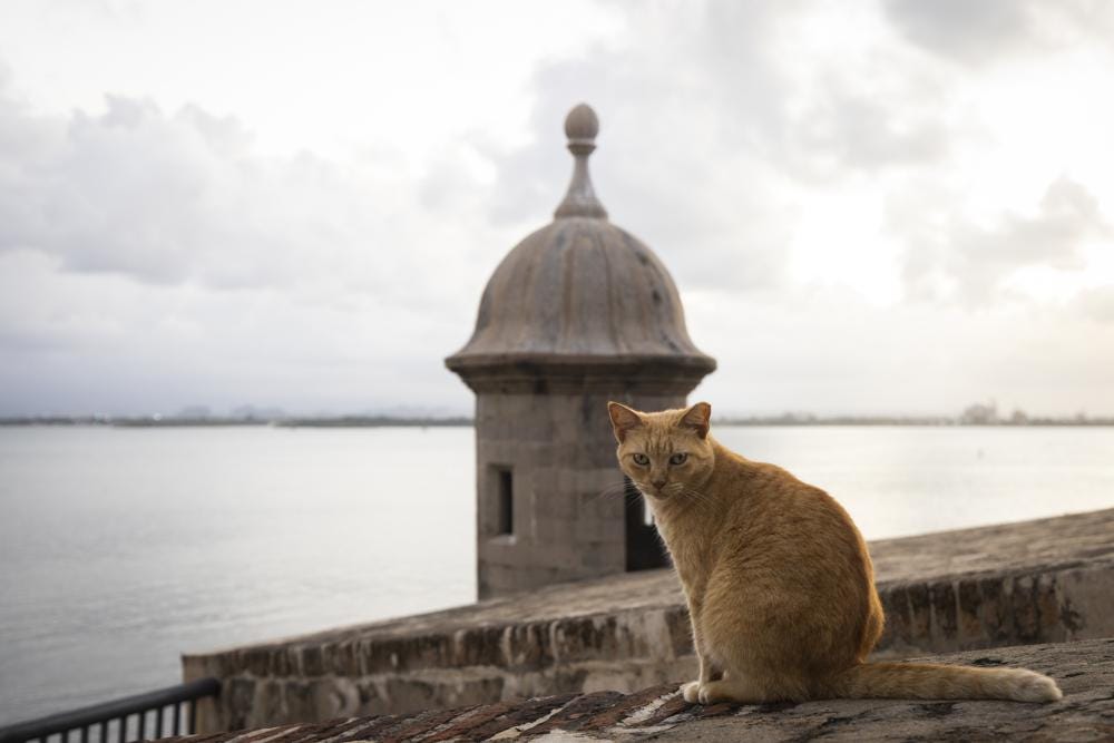 A stray cat sits on a wall in Old San Juan, Puerto Rico, Wednesday, Nov. 2, 2022. Cats have long walked through the cobblestone streets of Puerto Rico's historic district, stopping for the occasional pat on the head as delighted tourists and residents snap pictures and feed them, but officials say their population has grown so much that the U.S. National Park Service is seeking to implement a “free-ranging cat management plan” that considers options including removing the animals. (AP Photo/Alejandro Granadillo)