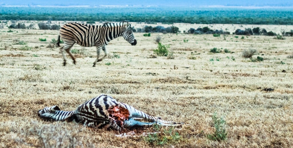 Mother zebra and dead foal