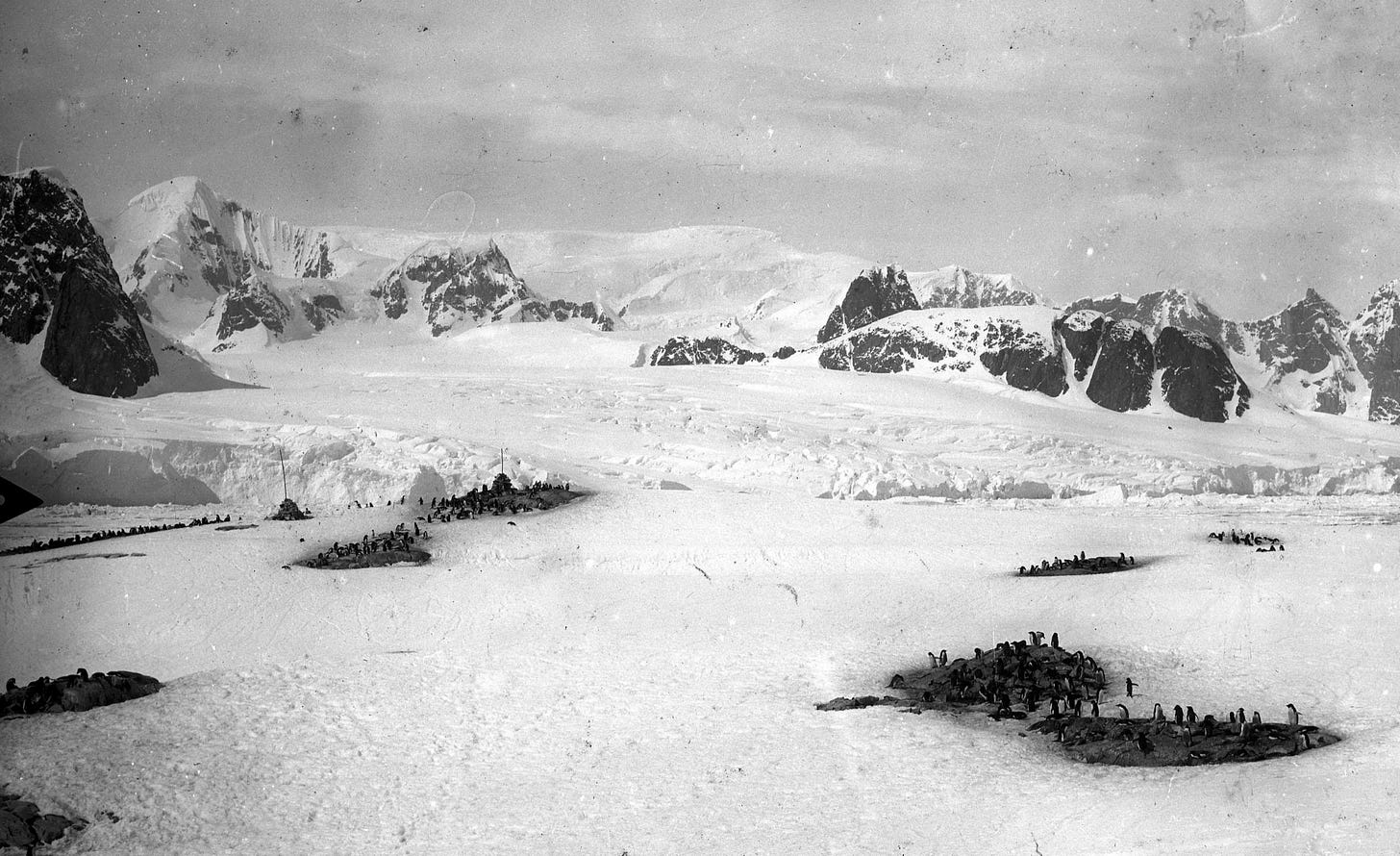Albert Senouque, Petites rookeries éparses sur l'le Petermann, ca. 1909, photograph taken during the Pourquoi Pas? traval in Antarctic in 1909, © MédiHAL [link] https://medihal.archives-ouvertes.fr/medihal-00708114