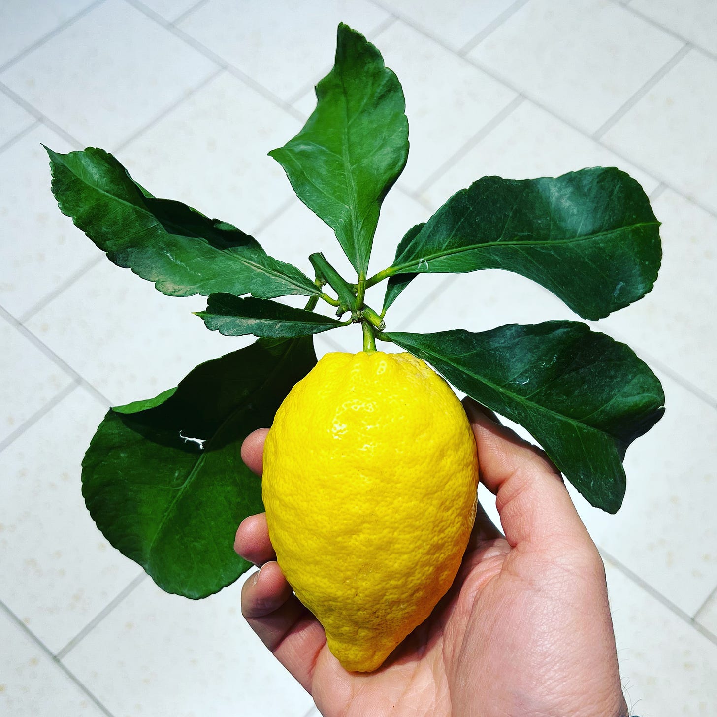 The most perfect lemon in the world is held up under a crown of its own leaves.