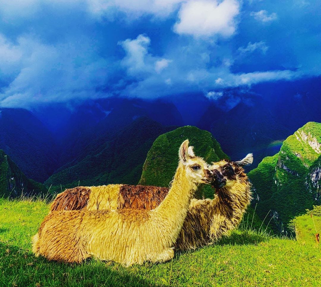 Heart-melting Llama couple with background of Andes mountain range in Machu Picchu, Peru