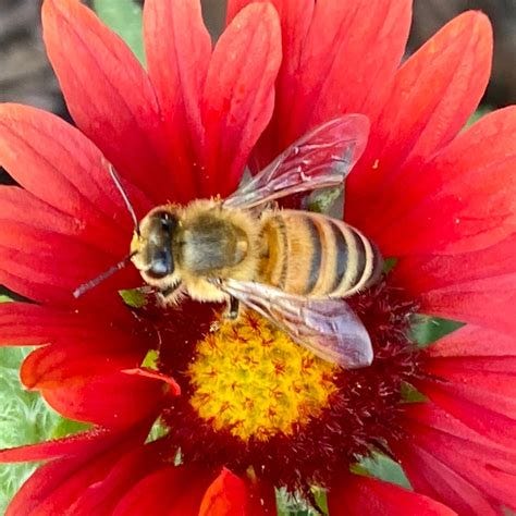 Pollinator Week Is This Week! Learn More About Gurnee's Pollinator ...