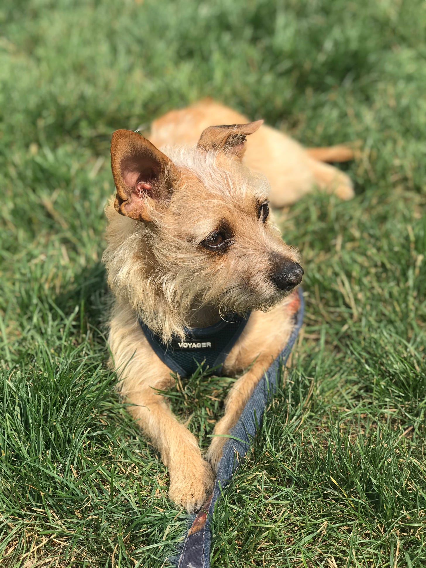 A small Cairn terrier-chihuahua mix dog sits outside on the grass, looking content.