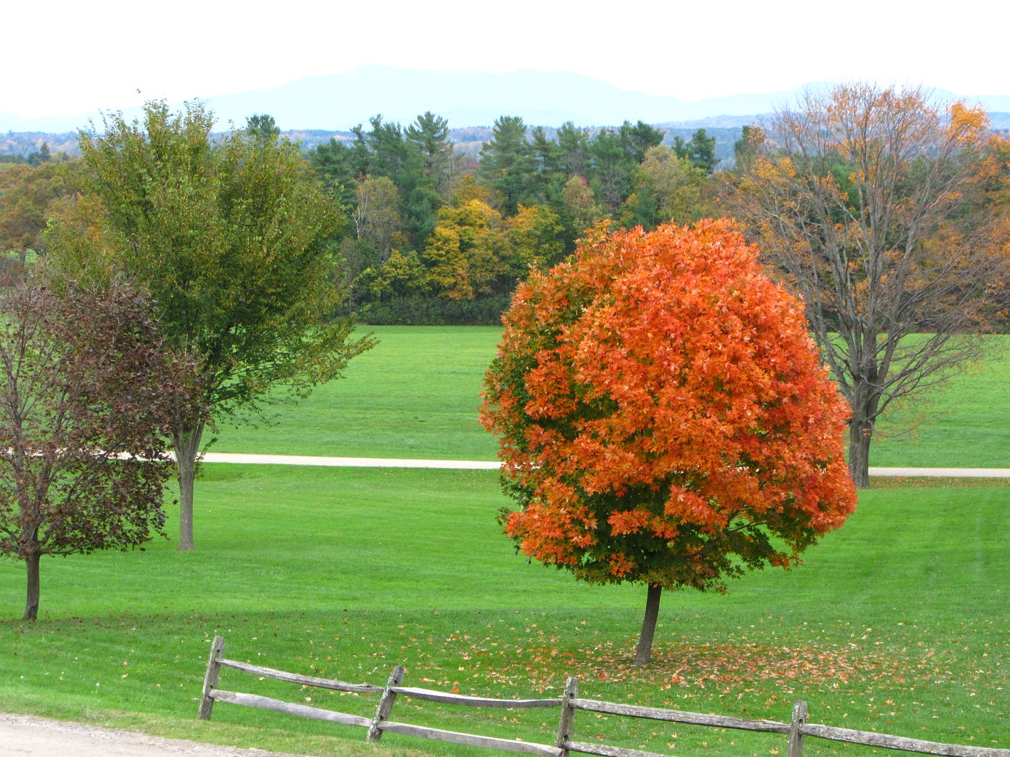 A single maple tree in full autumn color 