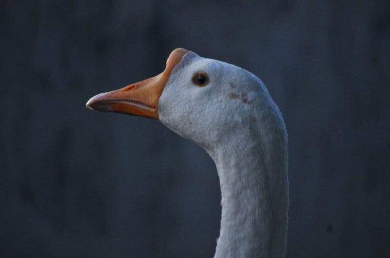 A duck image