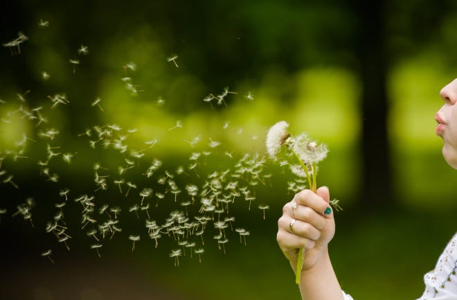 Why Dandelion Seeds Are So Good At Floating | Discover Magazine