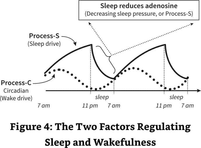 why-we-sleep-summary-process-c-and-process-s - Integrated Health Solution