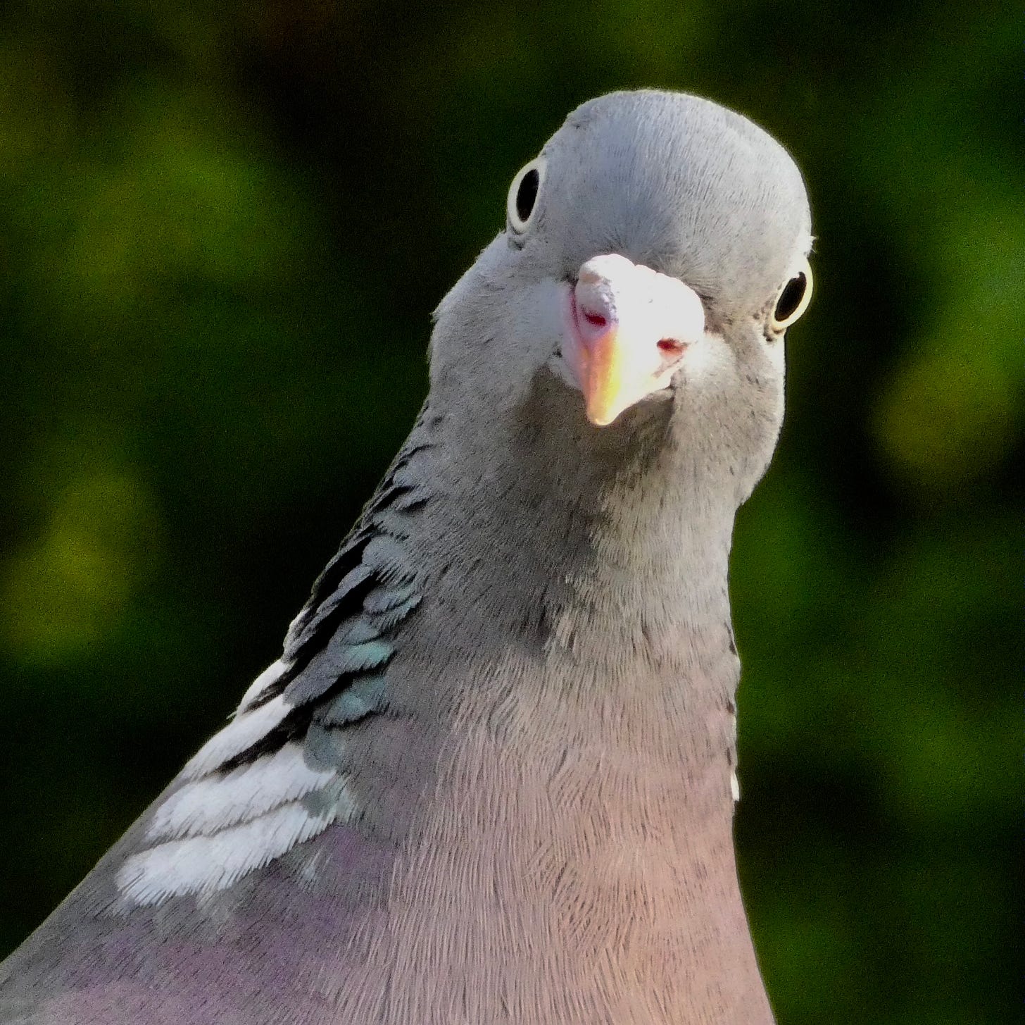 Close up of the head and upper breast of a Wood pigeon, looking quizzically at the camera.
