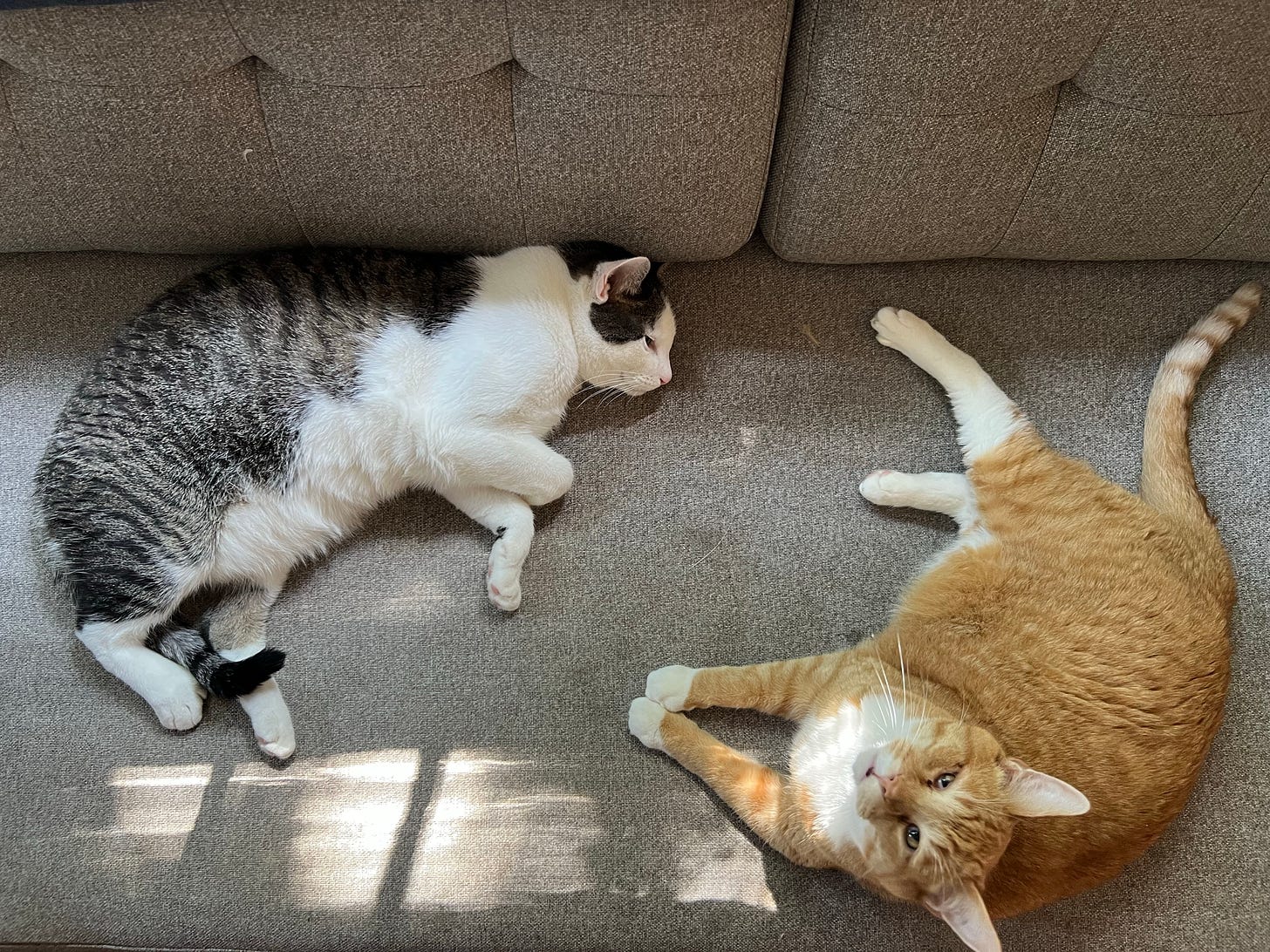 Overhead shot of two cats laying on a couch