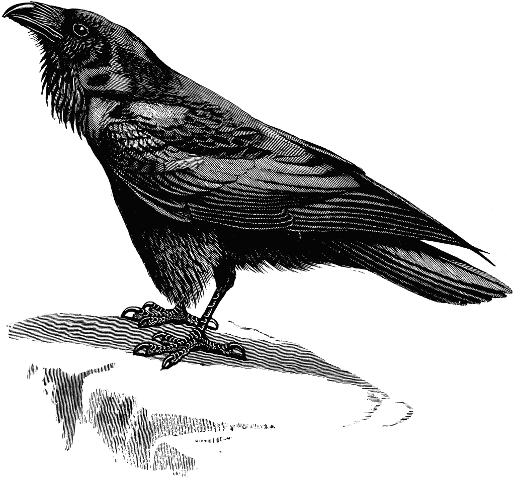 Illustration of a perched raven.