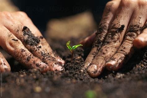 Woman's hands planting small vegetable in the garden. by ...