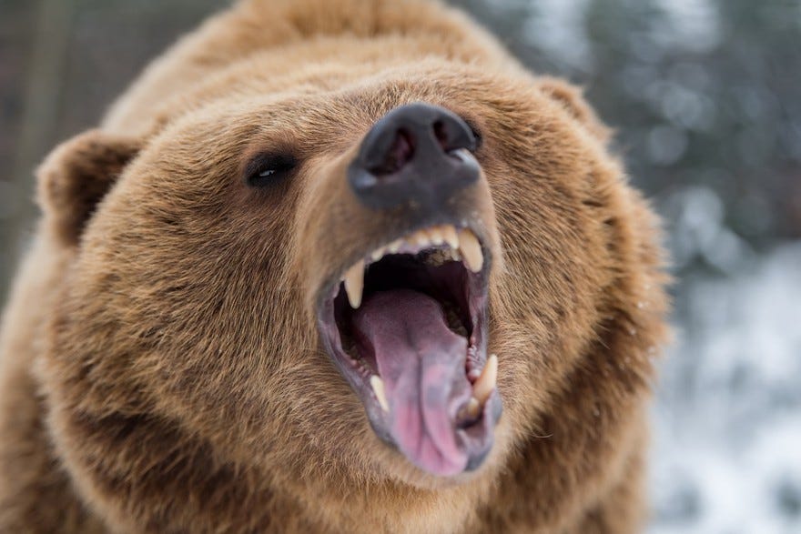 What Is a Bear Market and How Should You Invest in One? | The Motley Fool