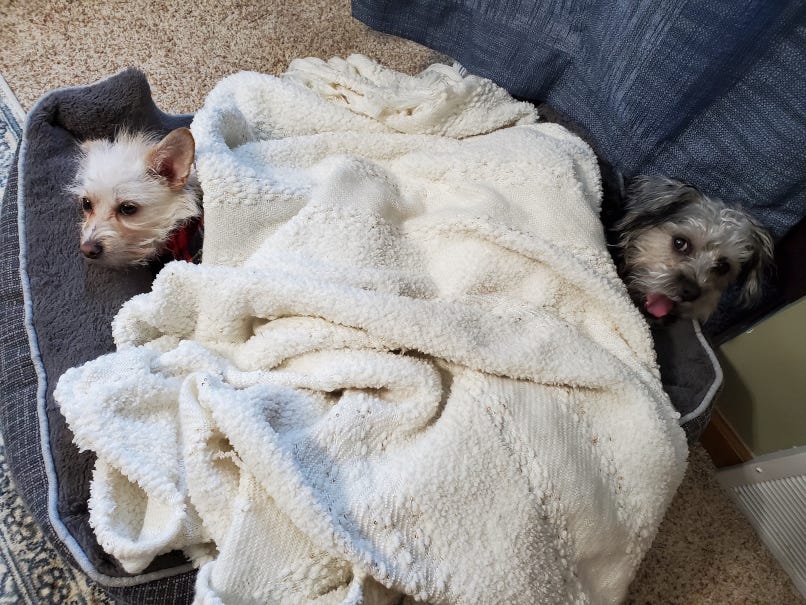 Two very small, adorable puppies peak out from underneath a cozy blanket in a dog bed.